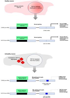 TDP-43 and NEAT long non-coding RNA: Roles in neurodegenerative disease